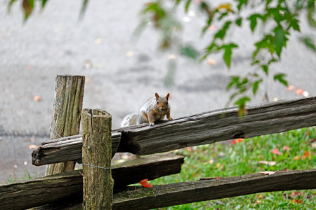 Squirrel on a wooden fence in the park. Autumn season.の写真素材