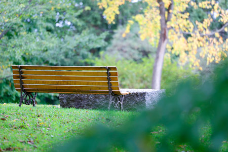 Wooden bench in the park with green grass and tree background.