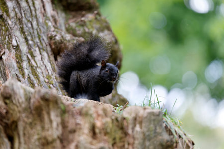 Squirrel in the park. squirrel on a tree in the forest.の写真素材