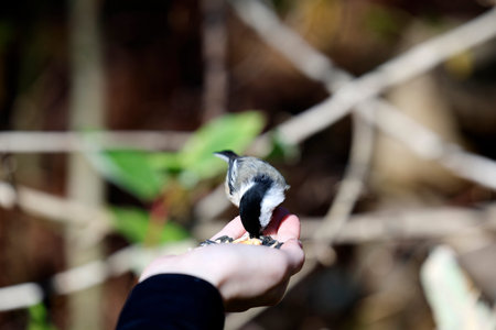 A Black-capped Chickadee sits on a human hand and eats seeds.