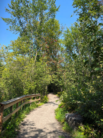 Hiking trail in the forest in the summer. Hiking trail in the forest.