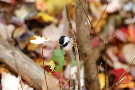 A small black and white chickadee sits on a branch in the autumn forest. Black-capped chickadee on a branch in the forestの写真素材