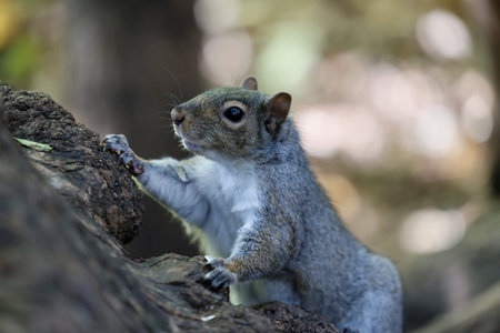 Close up of a gray squirrel, Sciurus carolinensis.