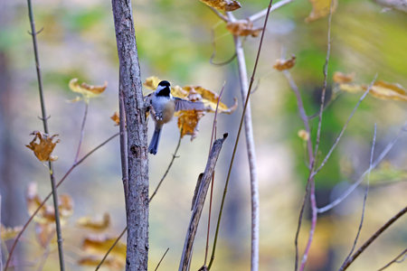Black-capped chickadee on a branch in the forestの写真素材