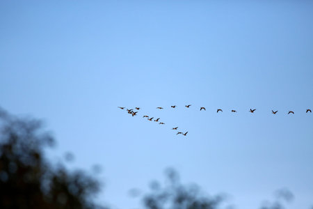 flock of geese flying in the blue sky, nature series