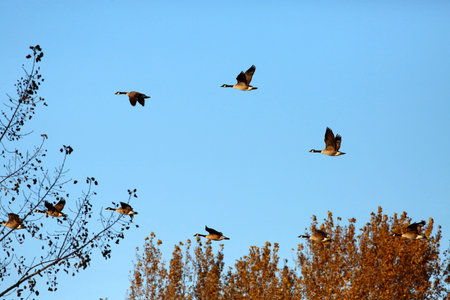 Flock of Canada Geese Flying in a Blue Sky in Autumnの写真素材