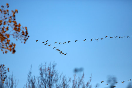 flock of geese flying in the blue sky in autumn, nature seriesの写真素材