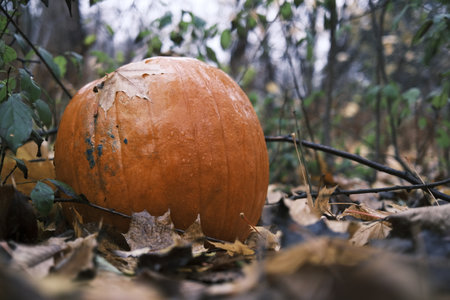 Big orange pumpkin on the ground in autumn forest. Halloween concept.の写真素材