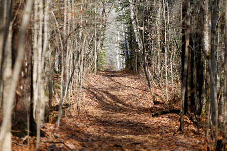 Path in the autumn forest. Forest path in the autumn forest.の写真素材