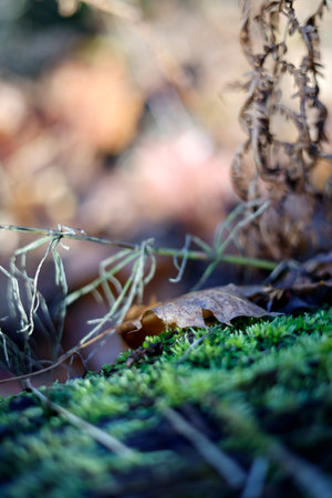 Moss on the ground in the autumn forest. Shallow depth of field.の写真素材