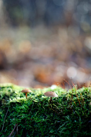 Mushrooms growing on moss in autumn forest. Selective focus.の写真素材