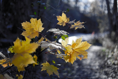 Autumn leaves on the ground in the forest. Selective focus.