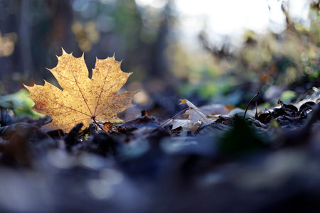 Autumn leaves on the ground in the forest. Shallow depth of field
