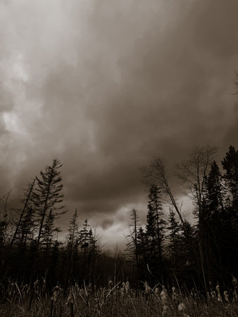 Black and white photo of stormy clouds above conifer forest.