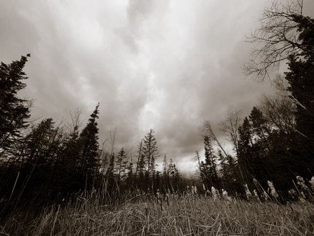 black and white photo of trees and grass in the forest with cloudy skyの写真素材