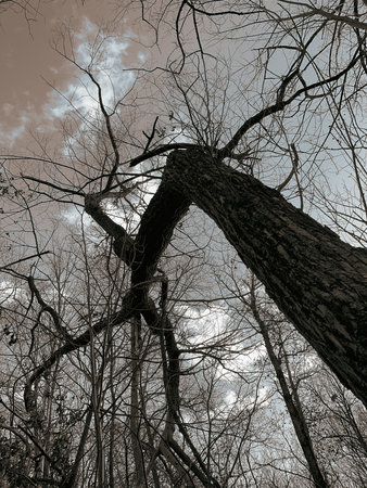 tree branches in the forest with the sky and clouds in the background