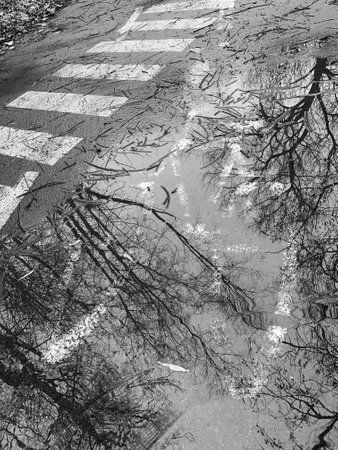 Reflection of bare tree branches in the puddle with the sign of a bicycle on the cycle path.の写真素材