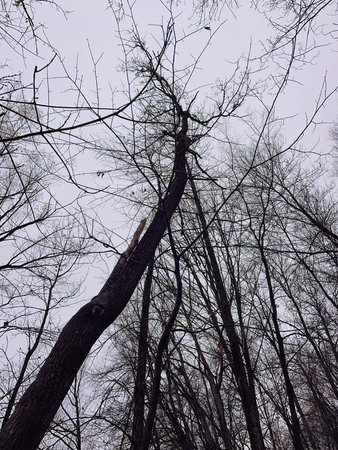 Trees without leaves in the forest in winter. View from below.
