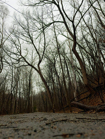 Dead trees in the forest after a storm. Selective focus. Walk on a path in the woods in autumn.の写真素材