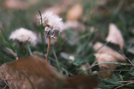 Dandelion seeds on green grass. Selective focus with shallow depth of field.の写真素材