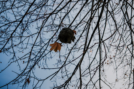 A wasp nest on a tree in the autumn forest. Selective focus.の写真素材