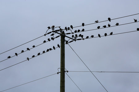 Birds on a power line against a cloudy sky, close up