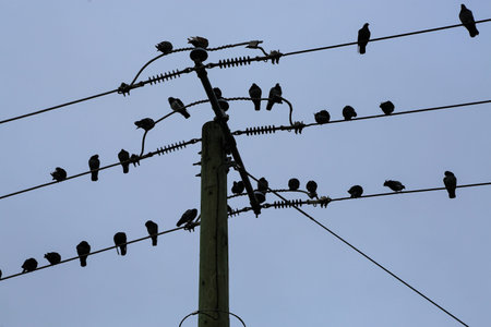 Pigeons sitting on a power line against a blue sky.