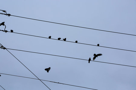 birds sitting on a power line against a blue sky, nature series