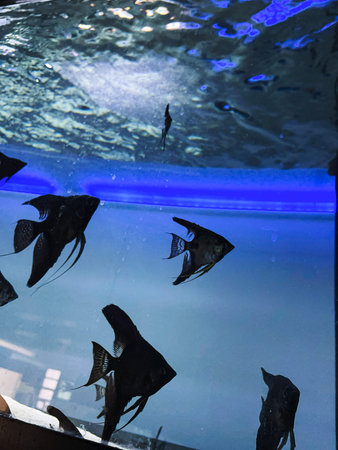 Beautiful colorful tropical fish in the aquarium. Aquarium fish. Freshwater Angelfish.