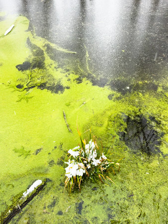 Green duckweed covered with snow on the water surface of the pond. Green duckweed covered with hoarfrost on a pond in winterの写真素材