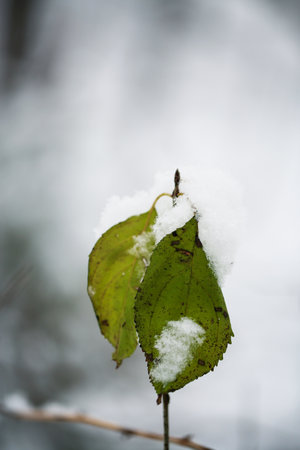 Leaf covered with snow in the winter forest, shallow depth of fieldの写真素材