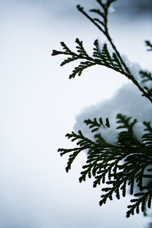 Close up of a branch of a thuja covered with snowの写真素材