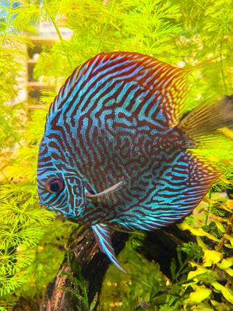Beautiful tropical fish swimming in the aquarium. Colorful tropical fish. Discus blue snakeskin in the aquarium.の写真素材