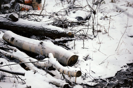 Snowy landscape with a lot of tree trunks in the forestの写真素材