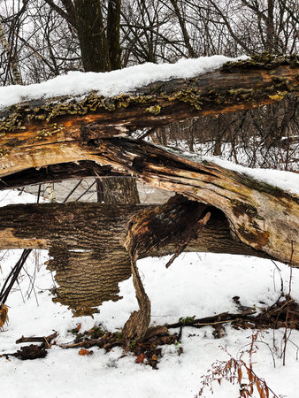 Broken tree in the forest in winter. Fallen trees in the snow.