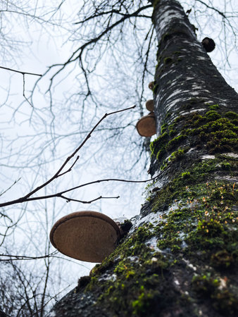 Mushrooms growing on the trunk of a birch tree.
