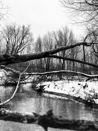 Winter landscape with river and fallen trees. Black and white photos.の写真素材