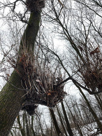 Birds nest on a tree in the forest in winter time. Witches' broom disease on a tree in the forest in...