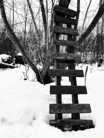 Wooden ladder in the woods in winter. Black and white photos.の写真素材