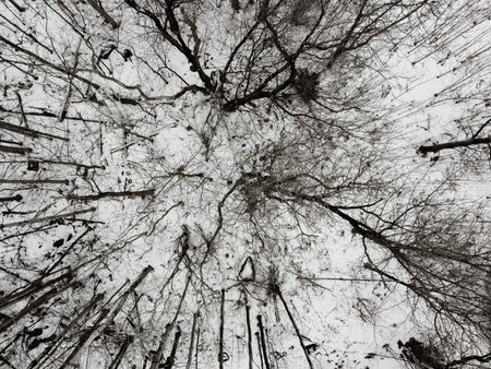 Aerial view of a forest in winter.