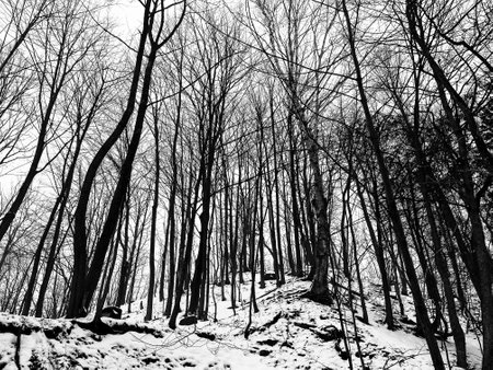 Snowy winter forest with bare trees. Black and white photos.の写真素材