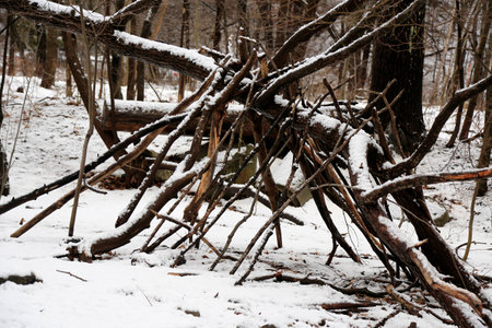 fallen tree in the forest in winter with snow on the ground. Tree trunks covered with snow in the forest. Build a shelter in the woods.の写真素材