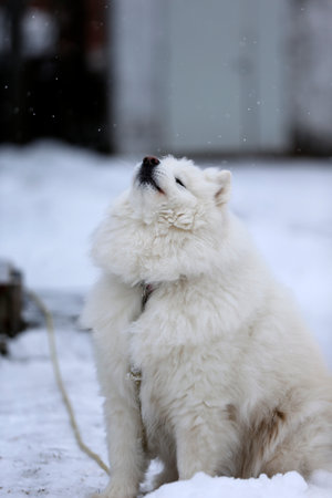 Samoyed dog in the snow.の写真素材