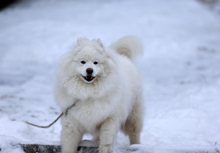 Samoyed dog in winter.