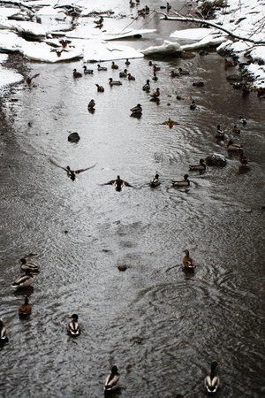 Ducks swimming in the winter river. Beautiful winter landscape with ducks.の写真素材