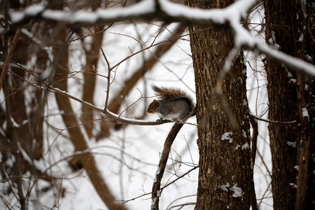 Squirrel on a tree in the winter forest. Wild animal.の写真素材