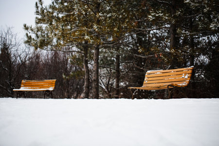 Two wooden benches in the park in winter covered with snow. Winter landscape.の写真素材
