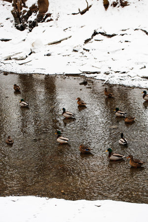 Mallard ducks on a frozen lake with snow in the backgroundの写真素材