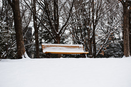 Wooden bench in the park on a snowy day. Winter backgroundの写真素材