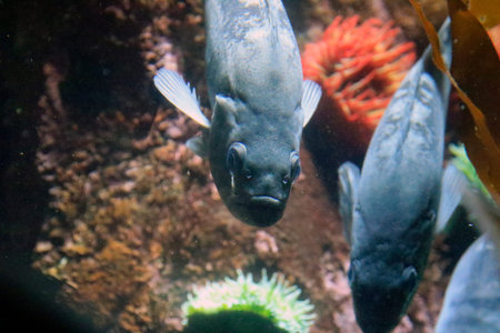 Underwater view of a fish in the aquarium